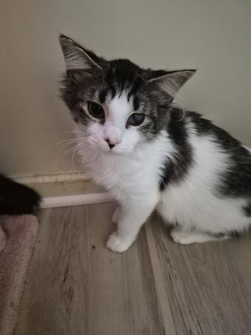 C338 Litter Honey Bee, Domestic Long Hair / Mixed (long coat)