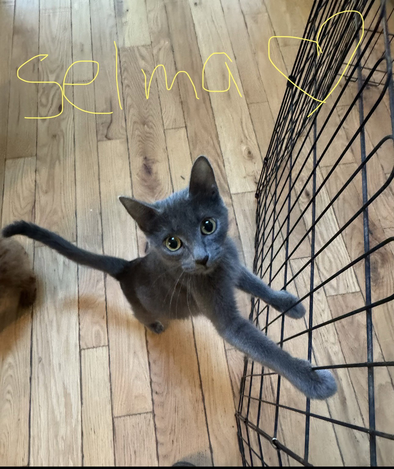 C342 Litter Selma, mom, photo 3