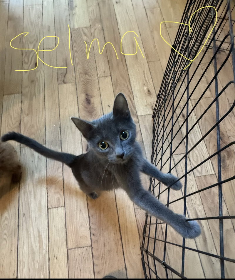 C342 Litter Selma, mom ADOPTED, photo 3