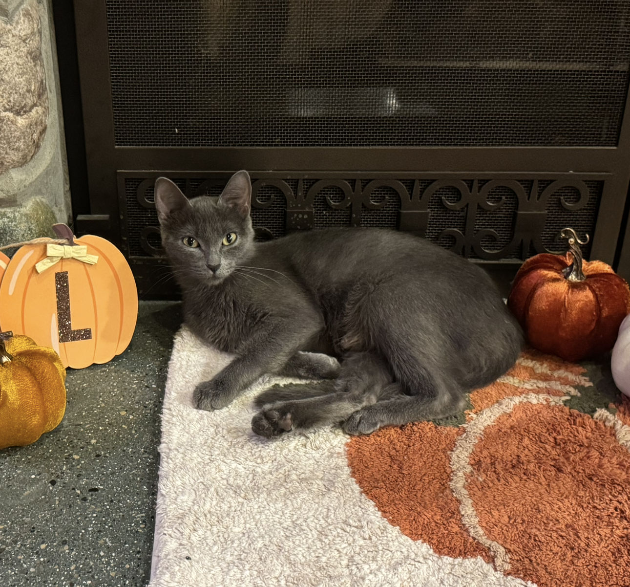 C Litter Selma Mom