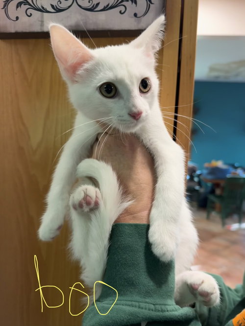 C342 Litter Boo - ADOPTED, Domestic Short Hair / Mixed (short coat)