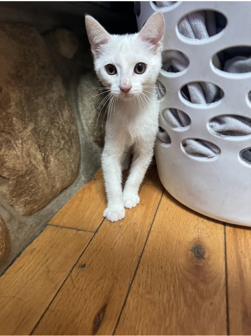 C342 Litter Boo, photo 2