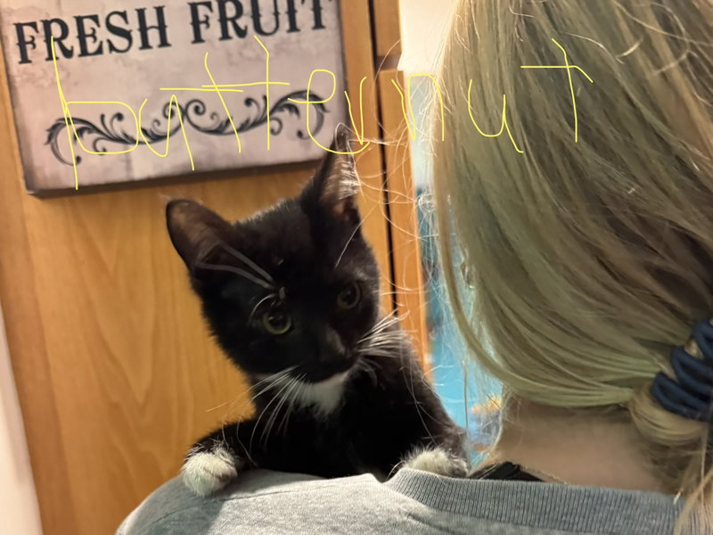 C342 Litter Butternut, a male kitten up for adoption