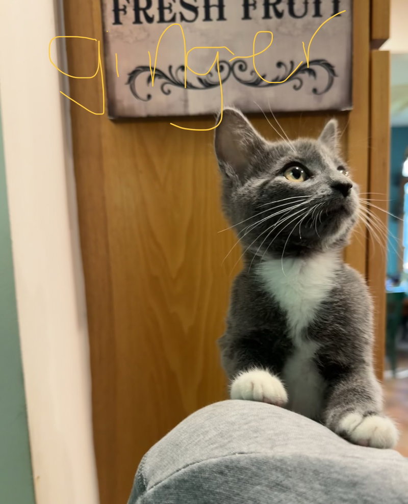 C342 Litter Ginger, a male kitten up for adoption