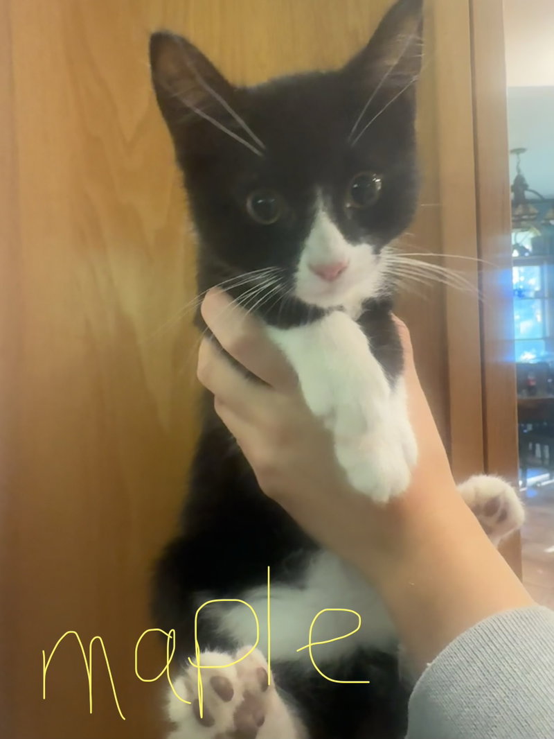 C342 Litter Maple, a male kitten up for adoption