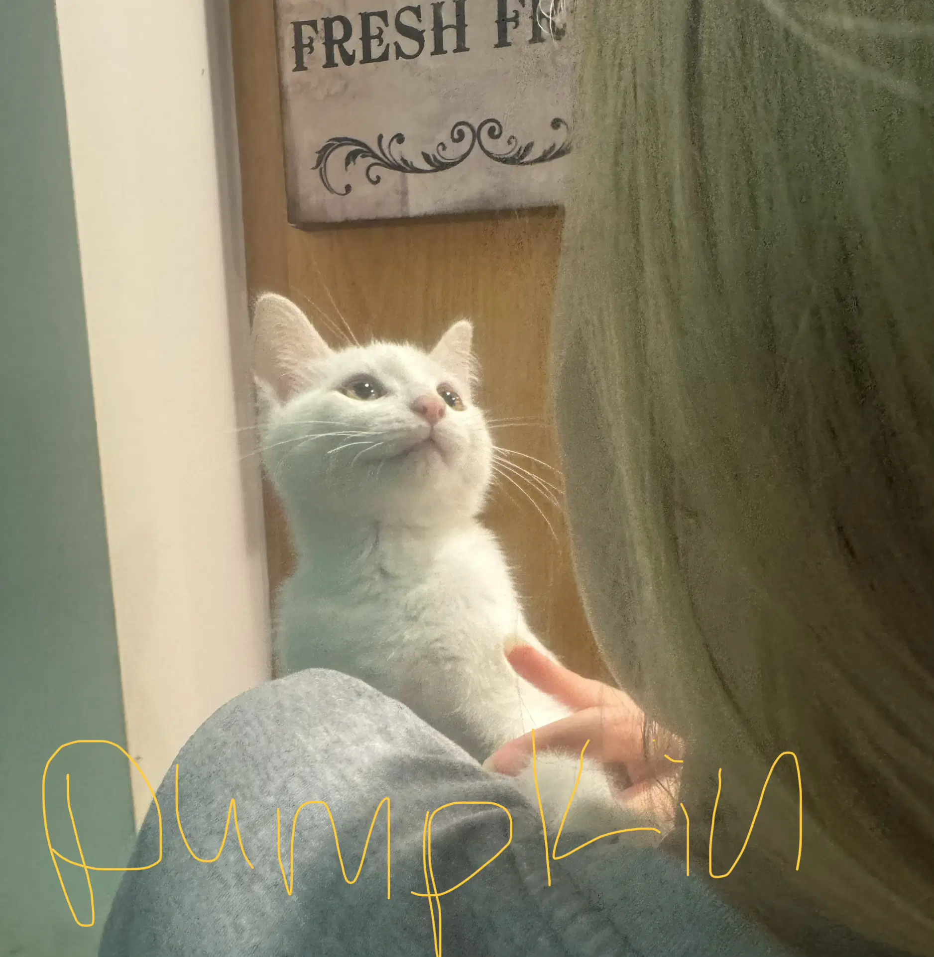 C Litter Pumpkin - Domestic Short Hair