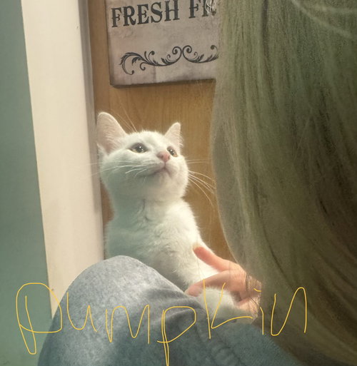C342 Litter Pumpkin ADOPTED, Domestic Short Hair / Mixed (short coat)