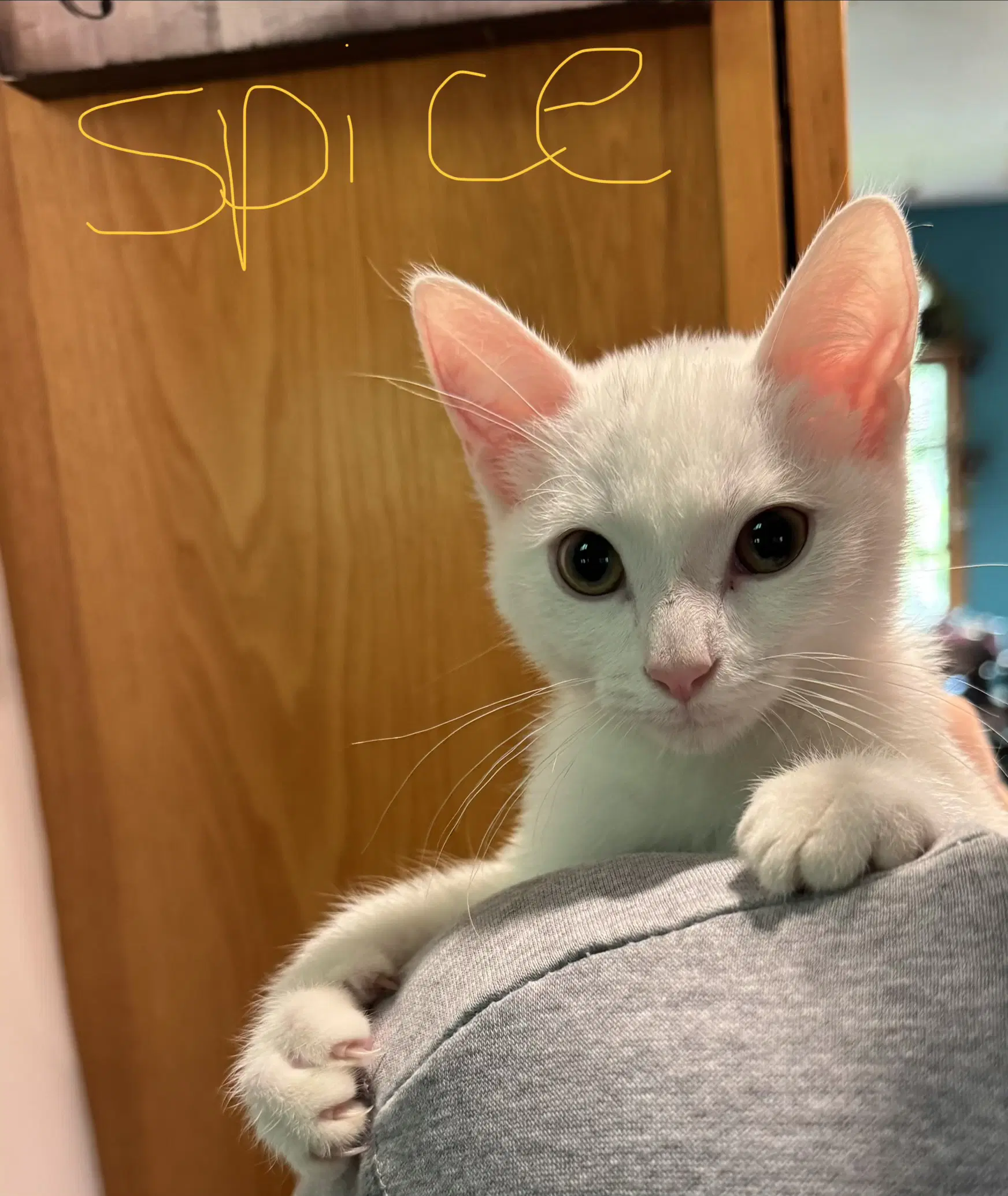 C Litter Spice - Domestic Short Hair