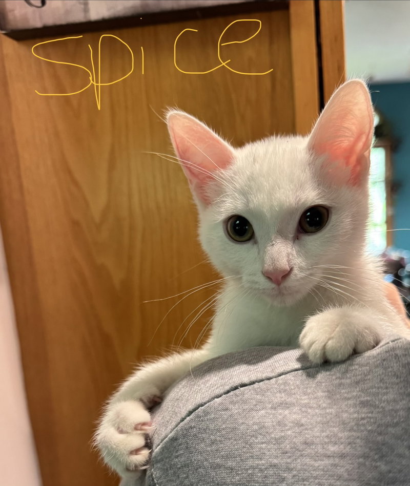 C342 Litter Spice, a male kitten up for adoption