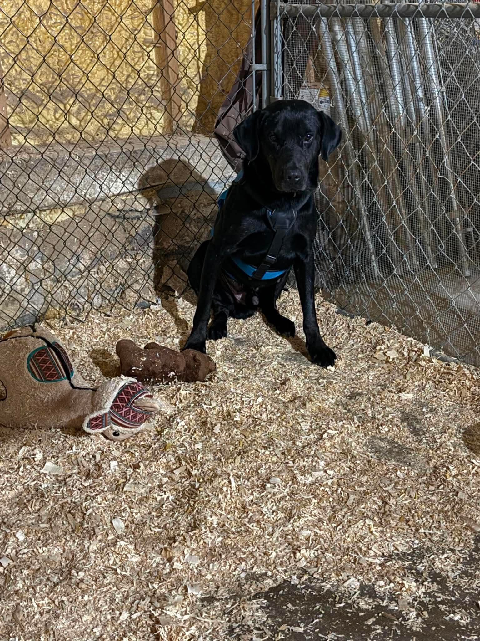 Finley