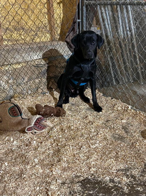 Finn, an adoptable dog
