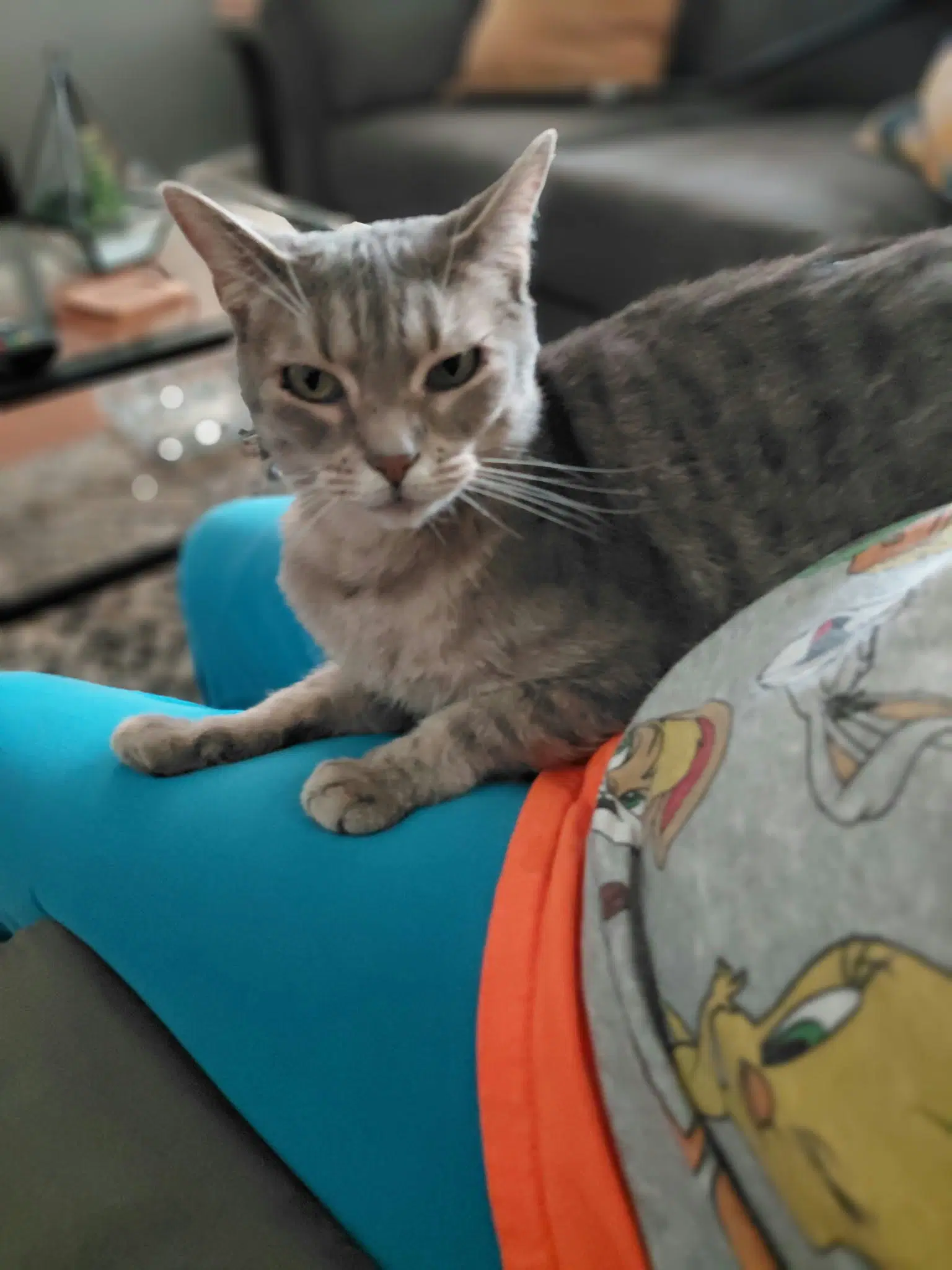 Gracie - Domestic Short Hair