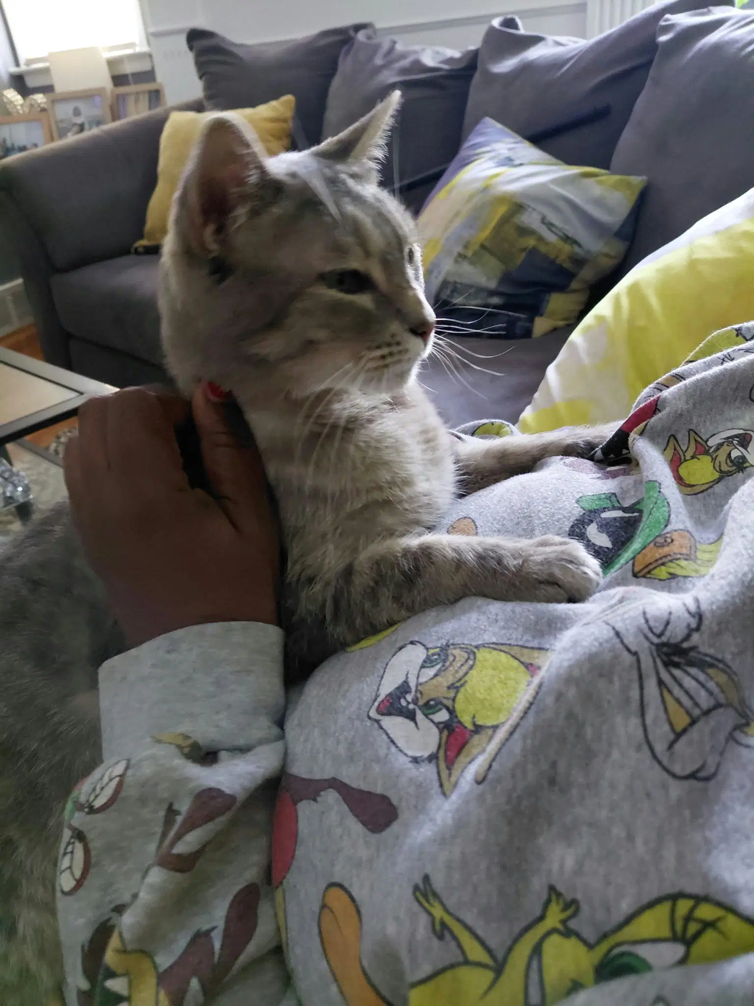 Gracie image 2