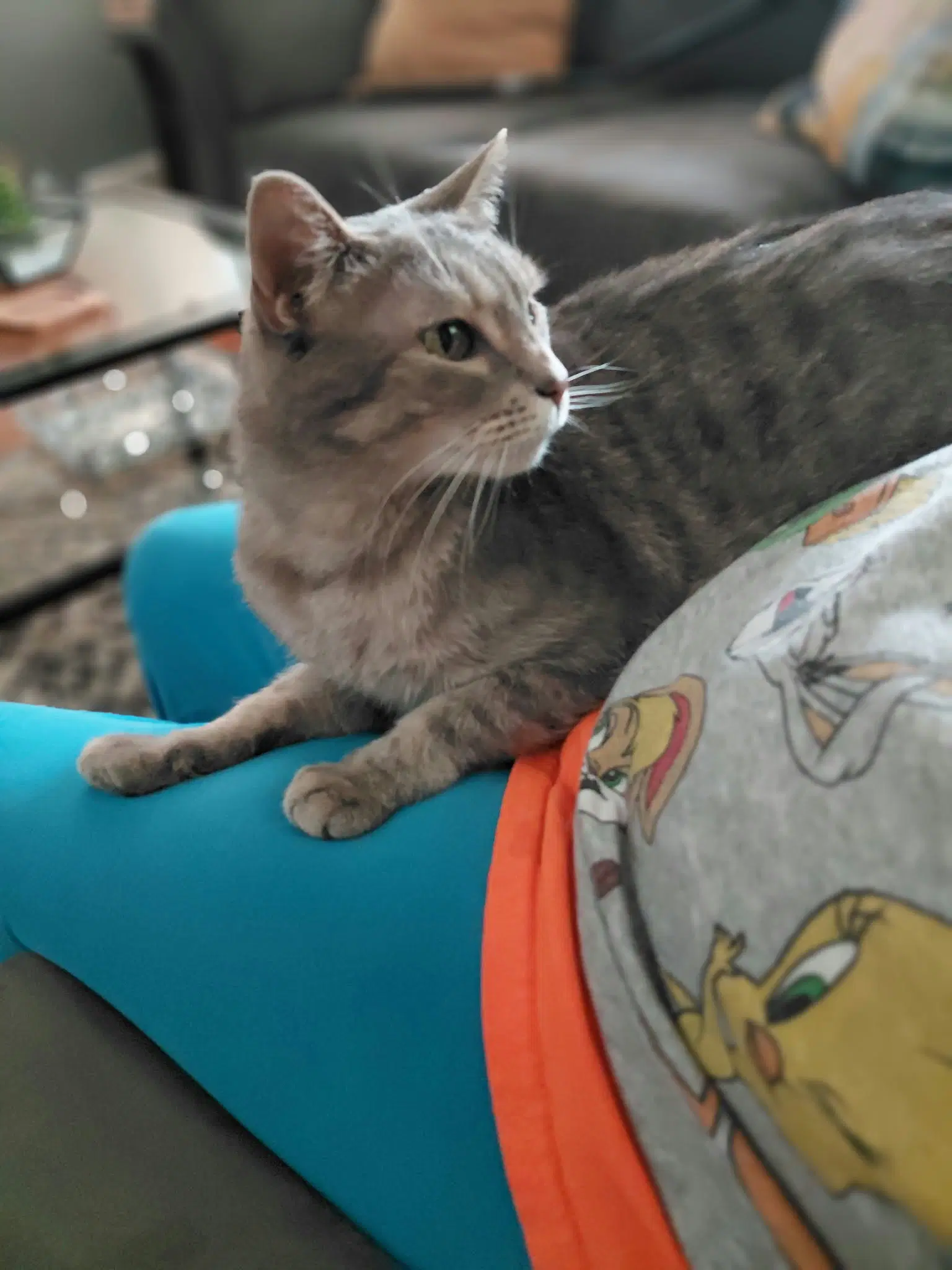 Gracie image 3