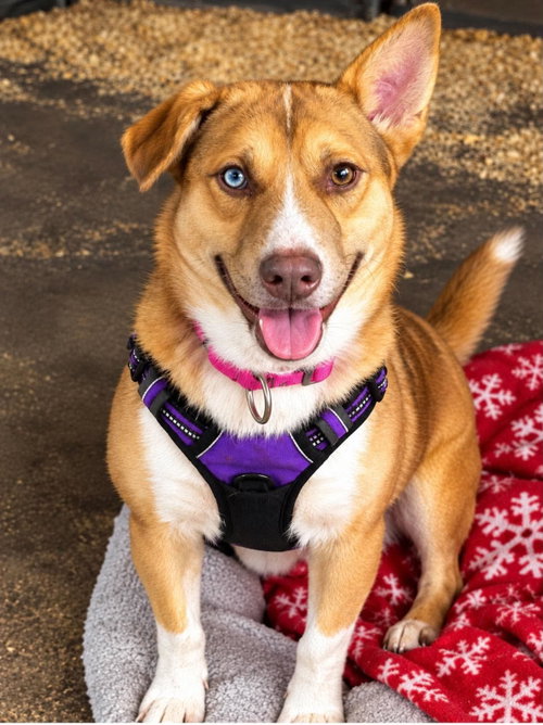 Bluey, an adoptable dog