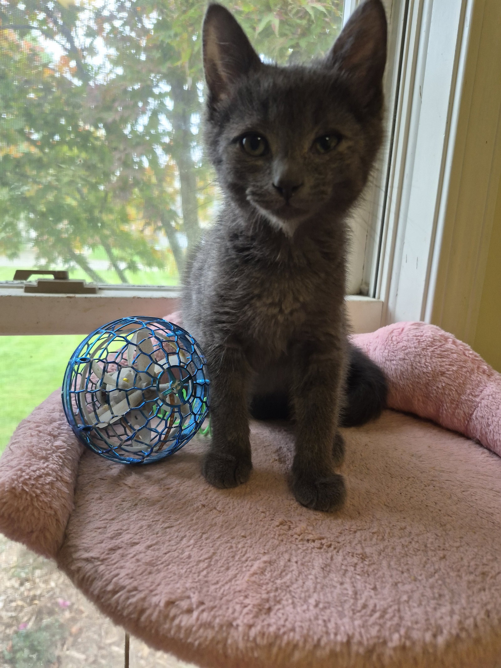 C343 Litter Enzo, photo 2