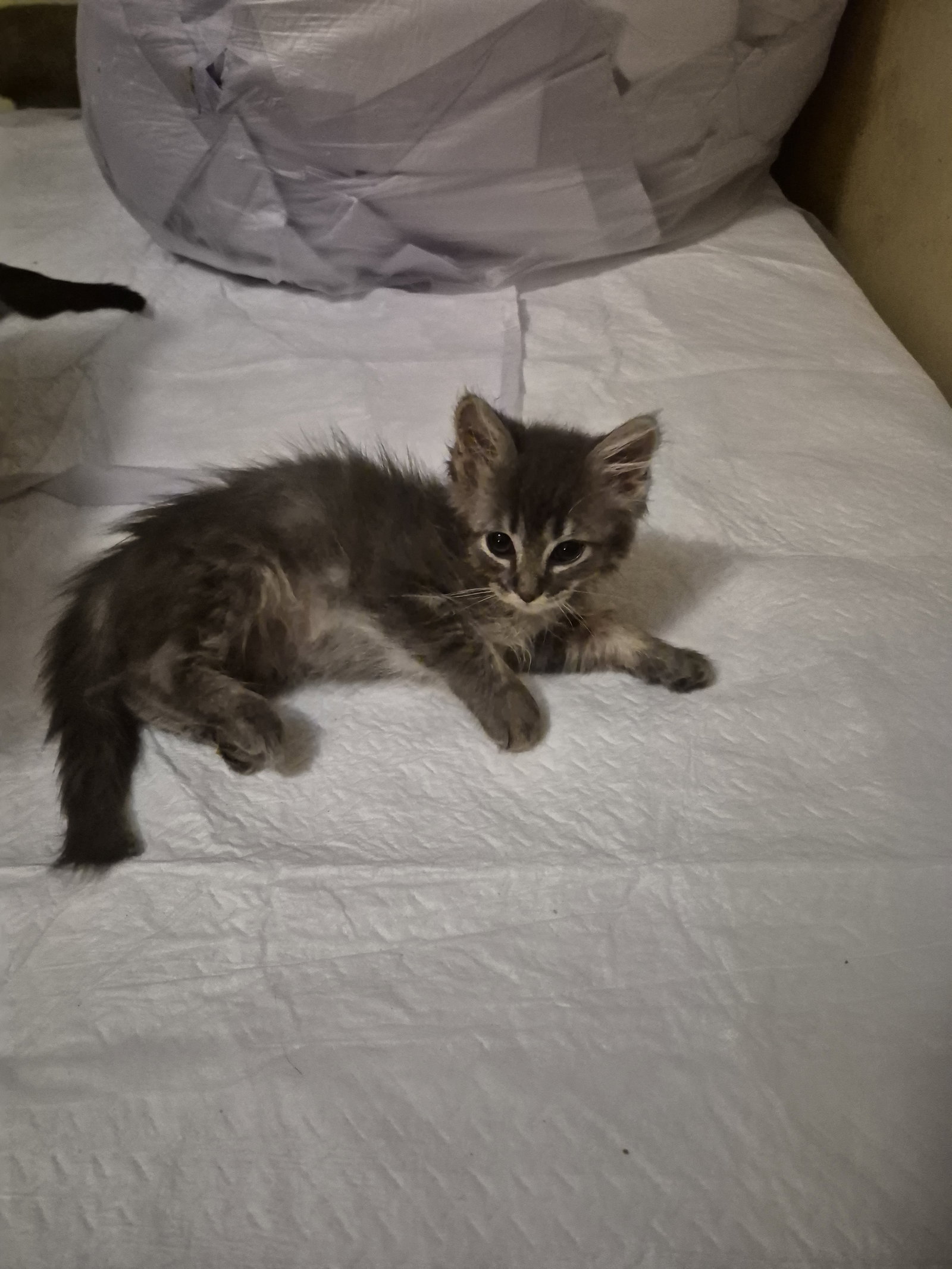 C343 Litter Fina