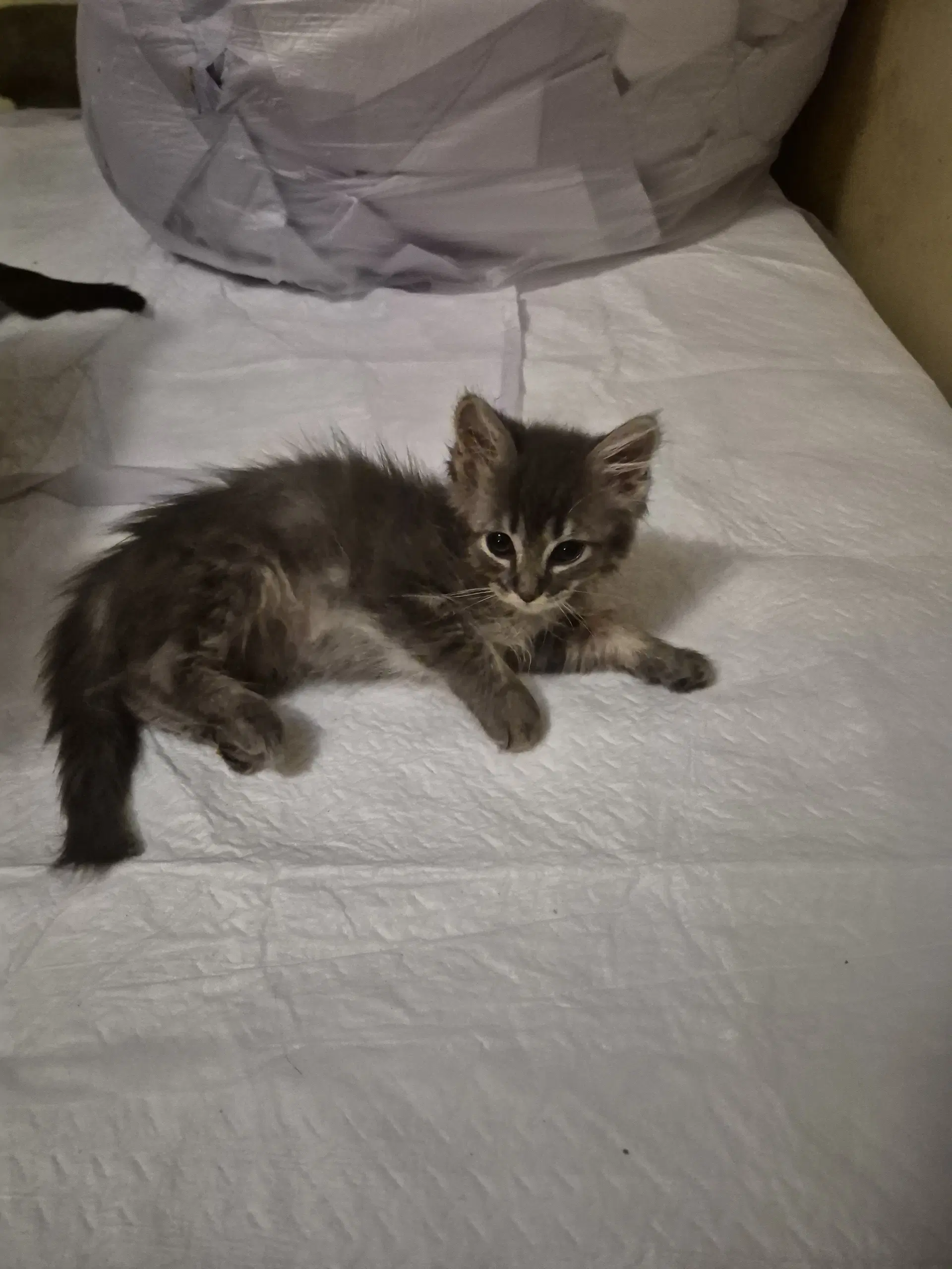 C Litter Fina - Domestic Long Hair