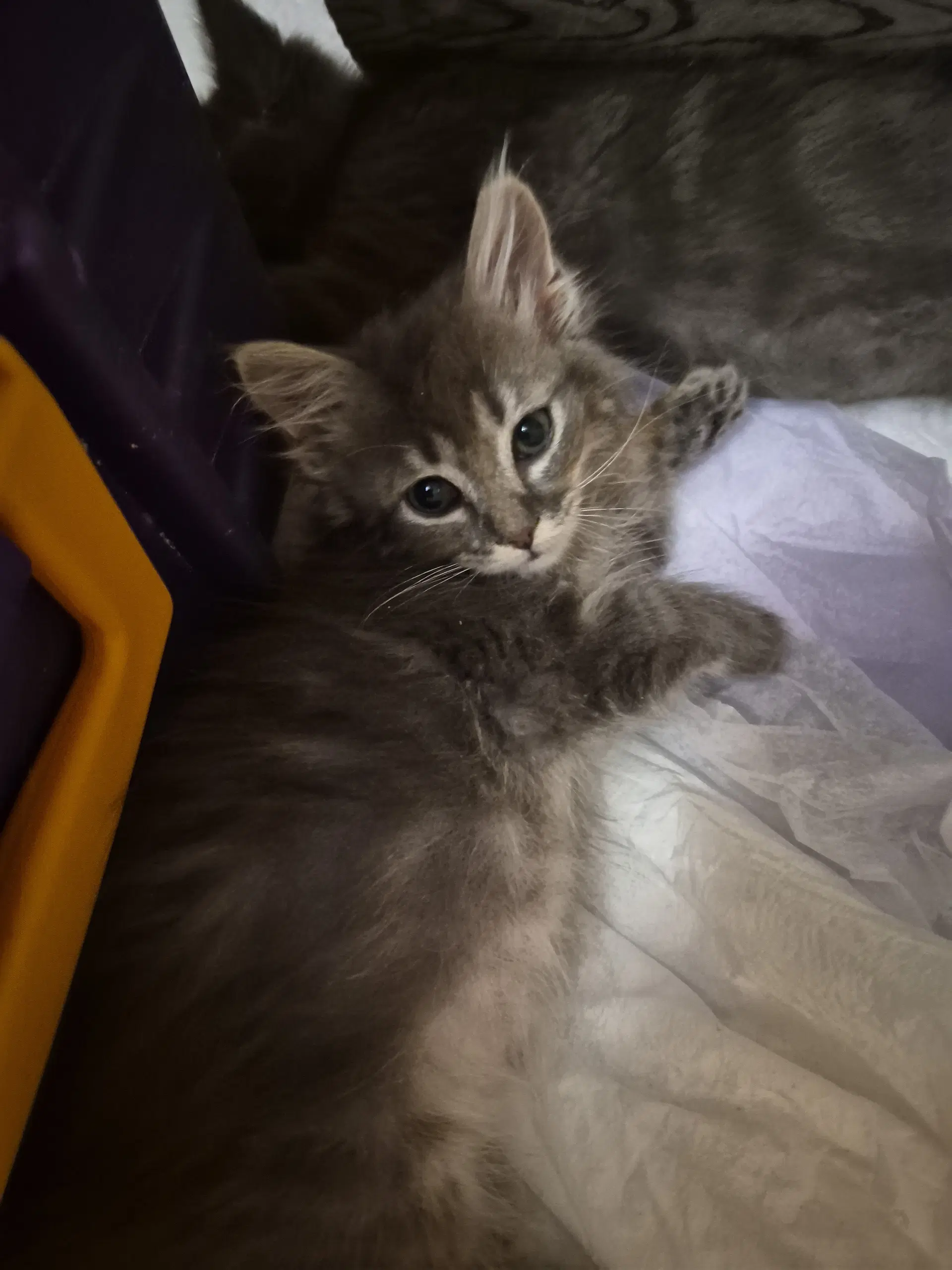 C Litter Fina image 2