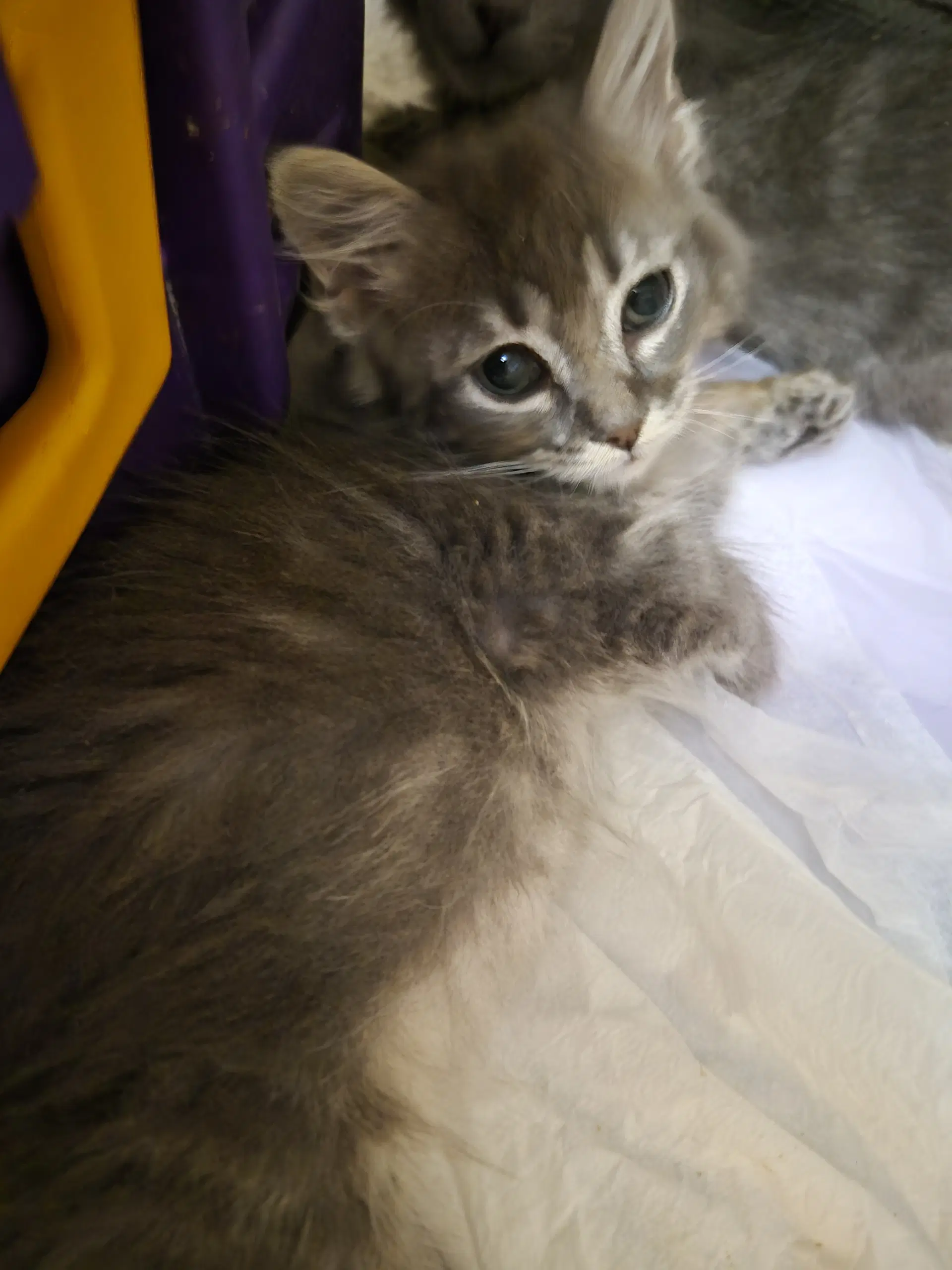 C Litter Fina image 3