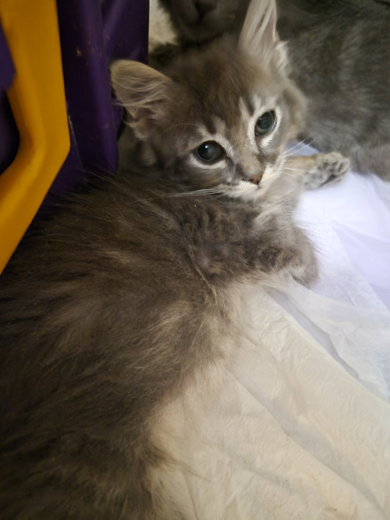 C343 Litter Fina, photo 3