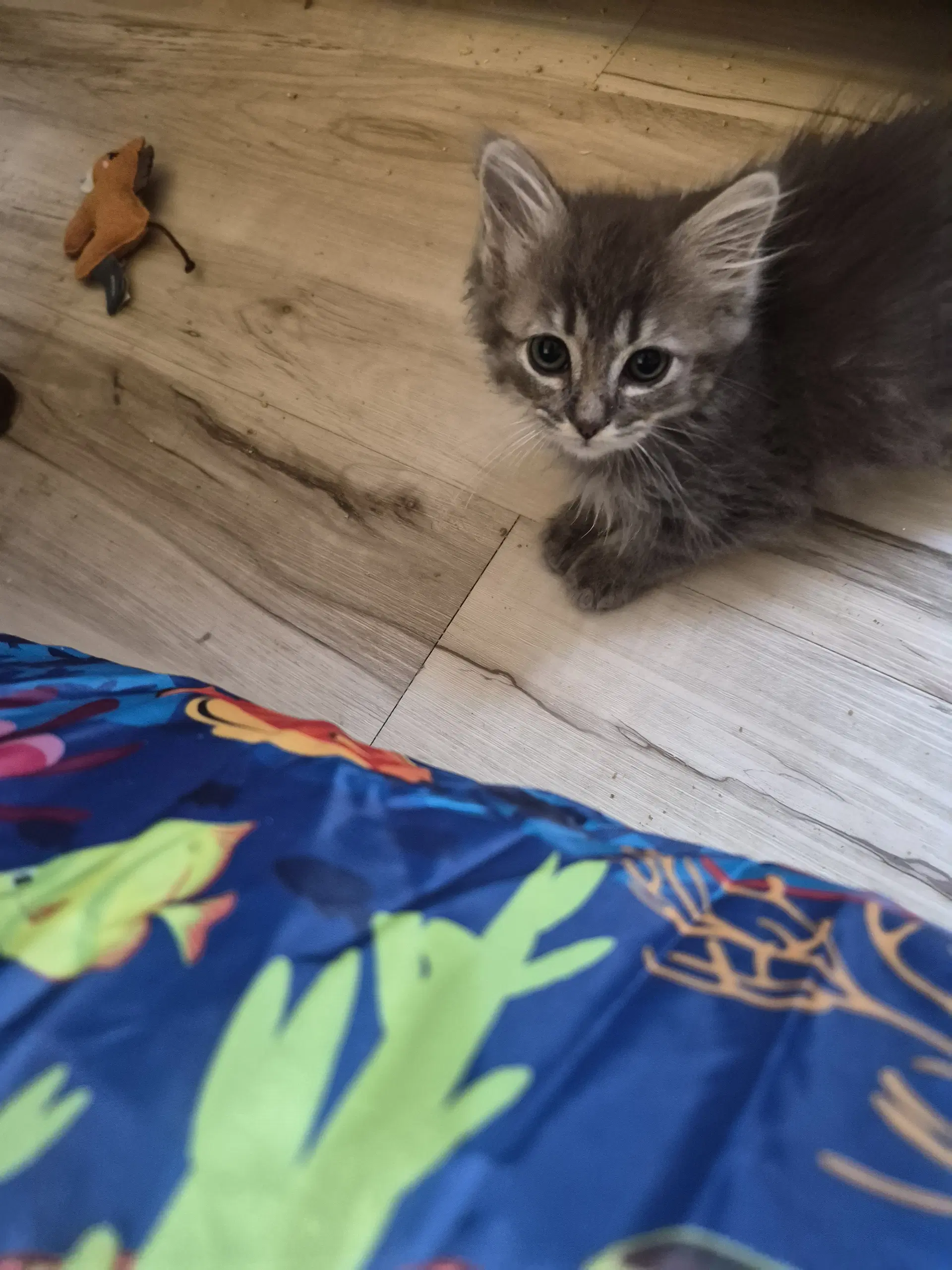 C Litter Fina image 4