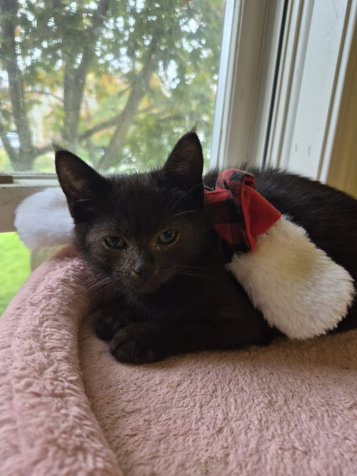 C343 Litter Sofia, Domestic Short Hair / Mixed (short coat)