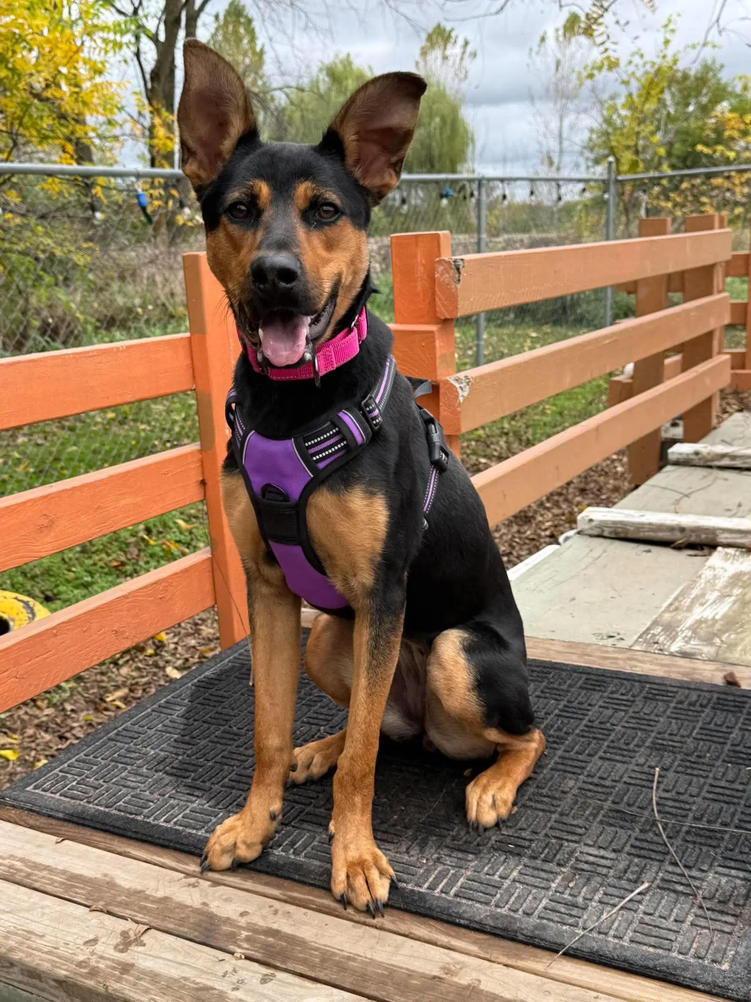 Winnie - German Shepherd Dog