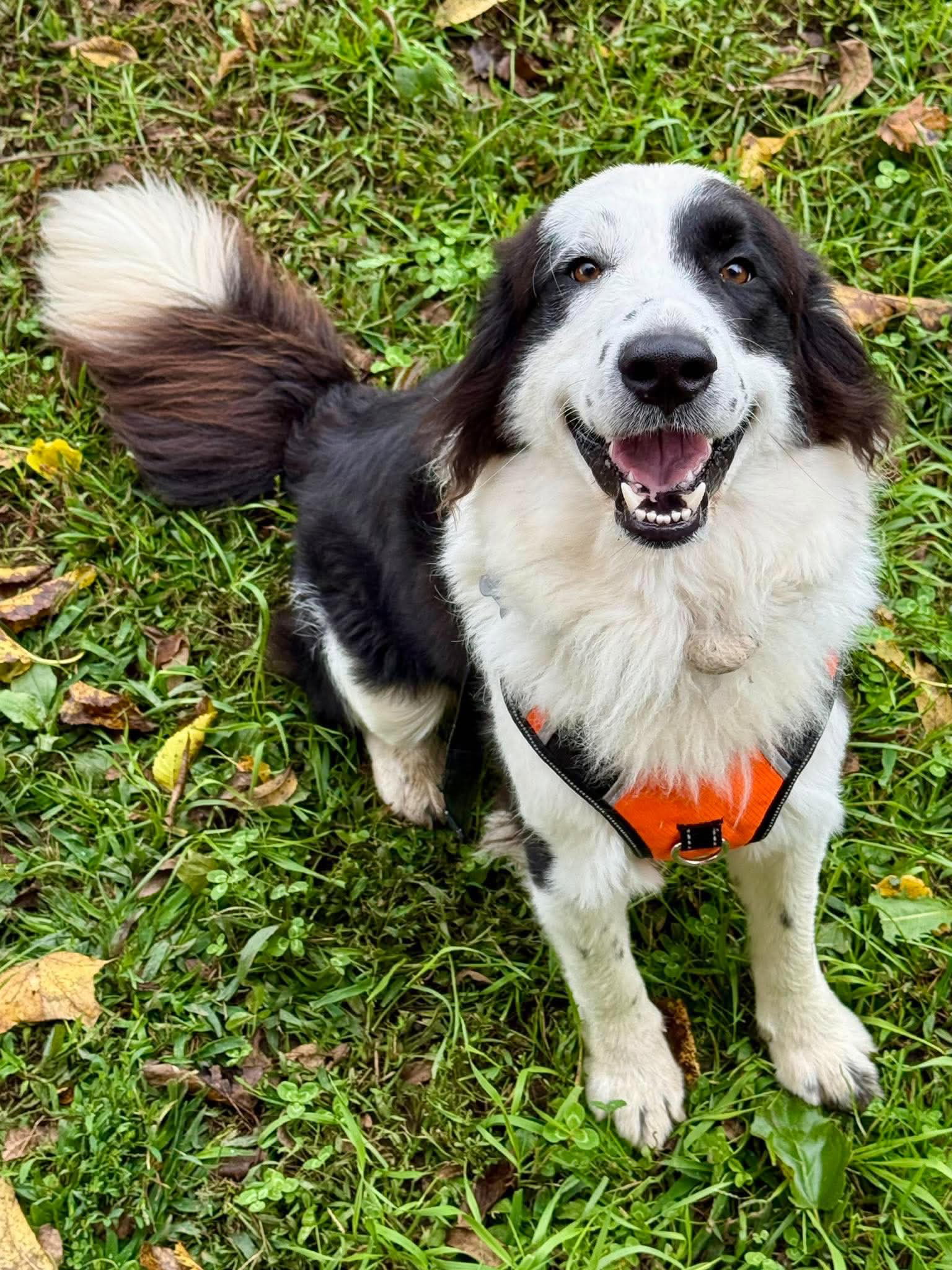 Domino
