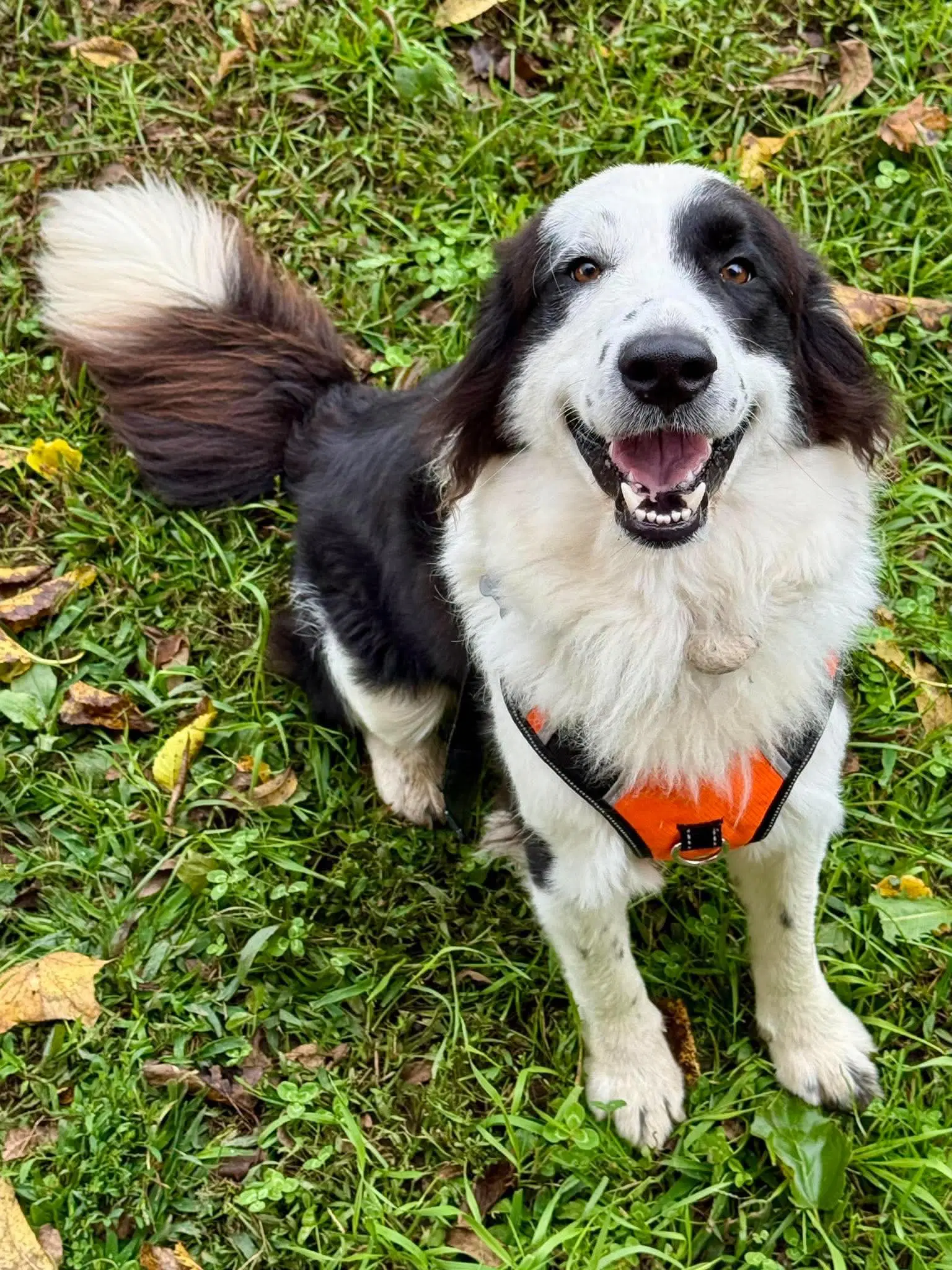 Domino - Border Collie