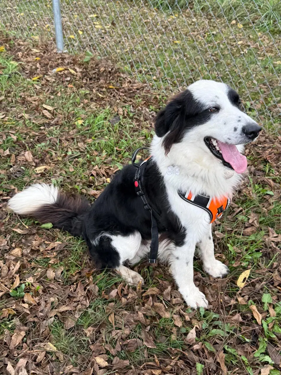 Domino image 2