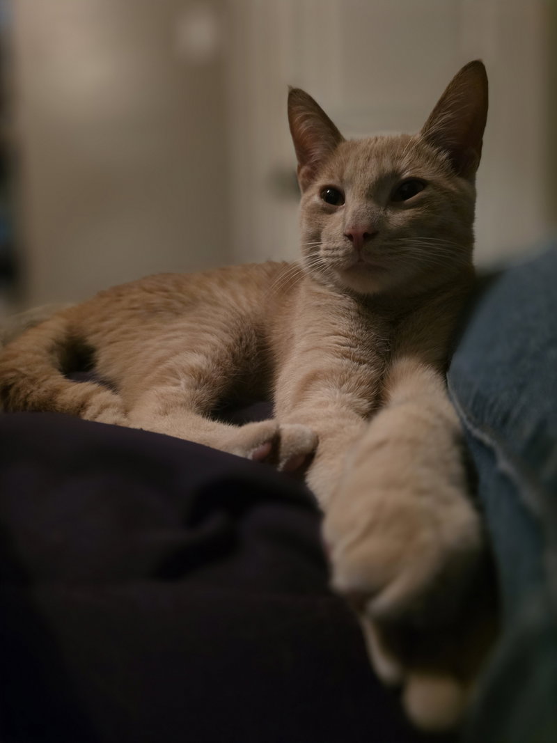Archer, a young male cat up for adoption