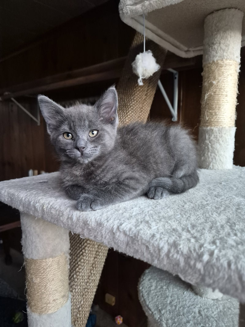 C344 Litter Miracle, a male kitten up for adoption