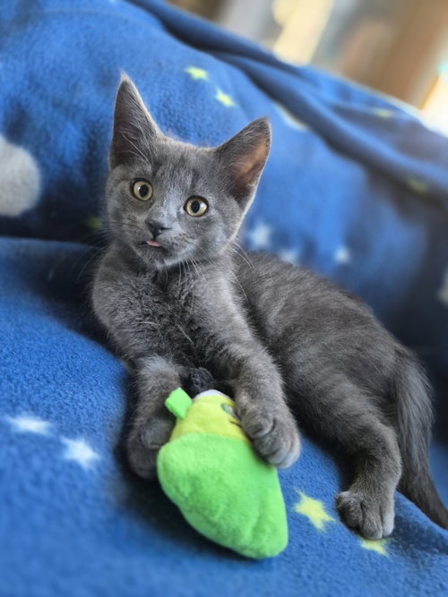C344 Litter Thunder, Domestic Short Hair / Mixed (short coat)