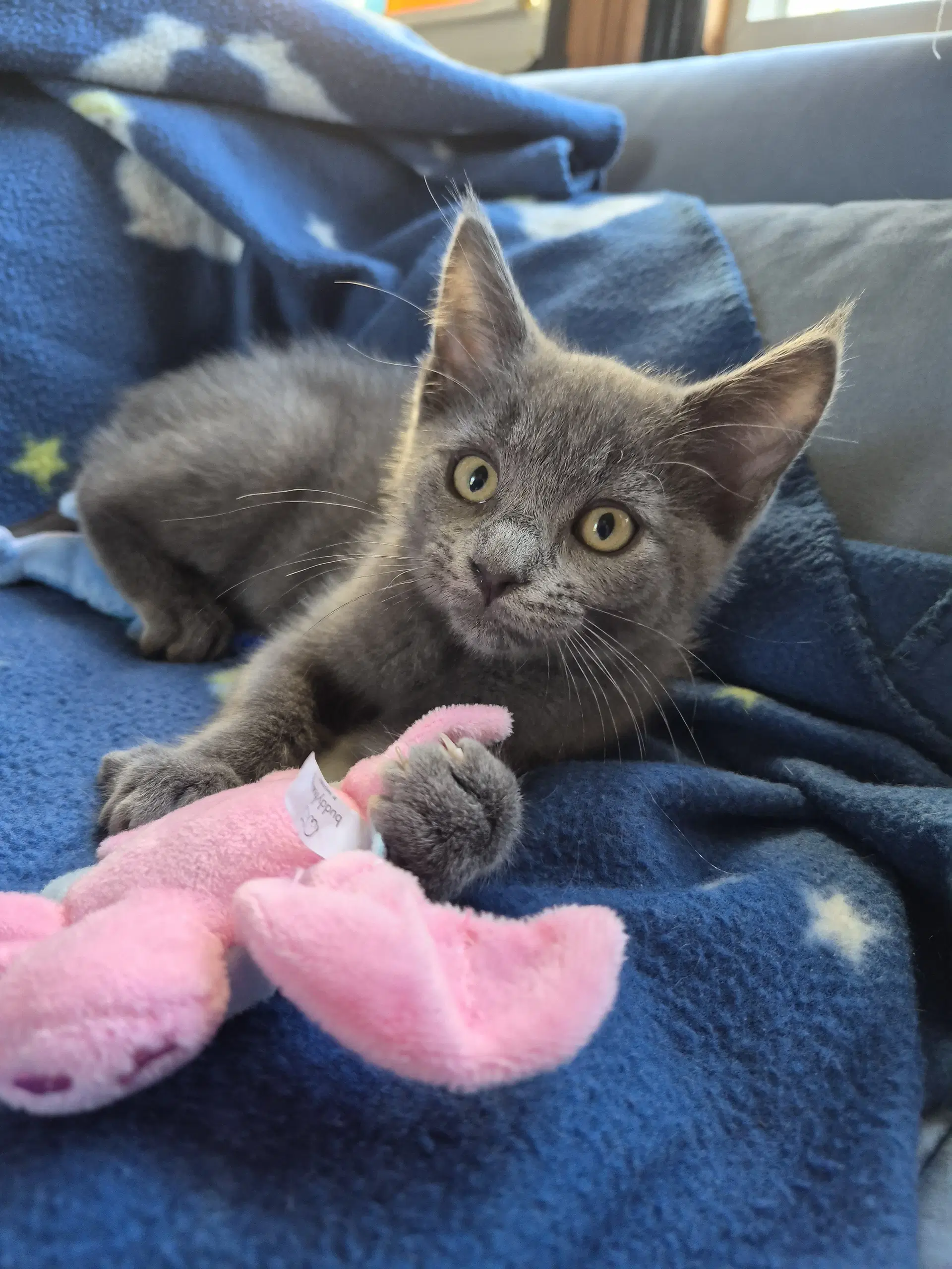 Lightning - Domestic Short Hair