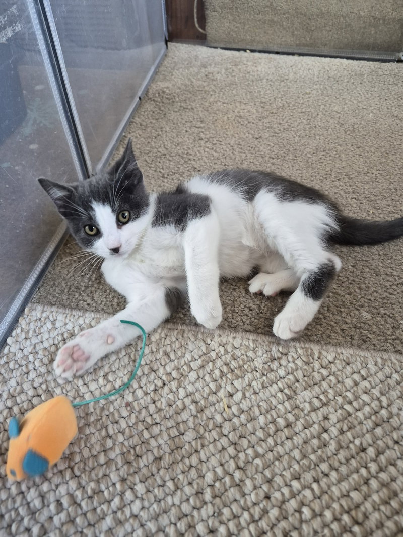 C344 Litter Flurry, photo 2