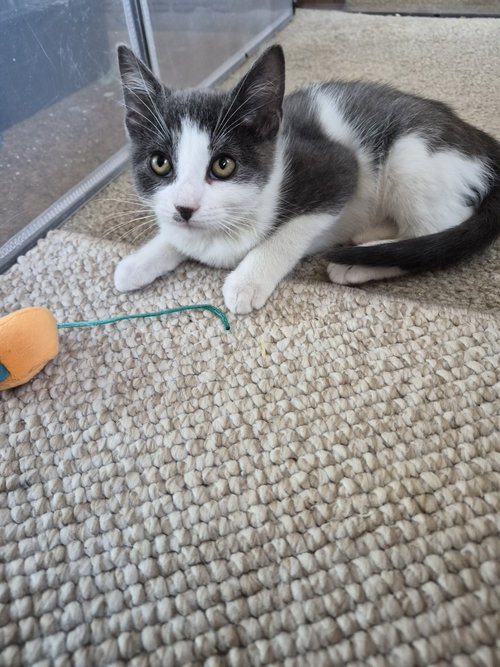 C344 Litter Flurry, Domestic Short Hair / Mixed (short coat)
