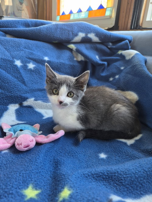 C344 Litter Breeze, Domestic Short Hair / Mixed (short coat)