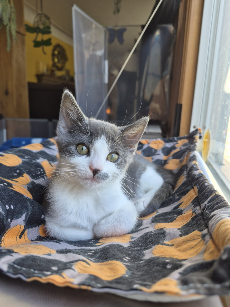 C344 Litter Breeze, photo 2