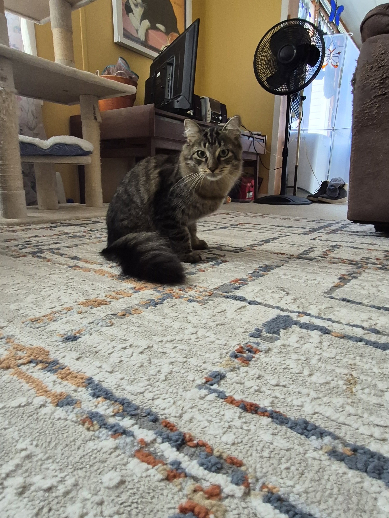 C332 Litter Seven, photo 5