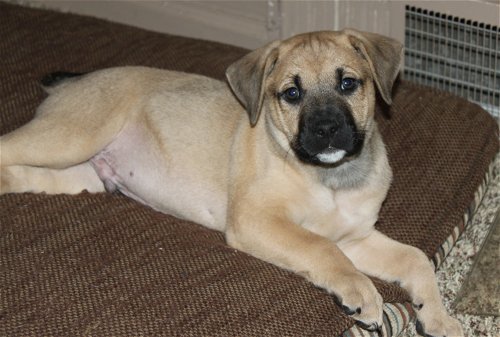 B Litter-Brutus-ADOPTED