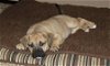 B Litter-Brutus-ADOPTED