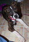 C Litter-Lucy-ADOPTED