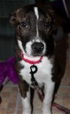 C Litter-Lucy-ADOPTED