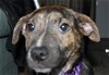 C Litter- Ethel-ADOPTED