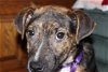 C Litter- Ethel-ADOPTED