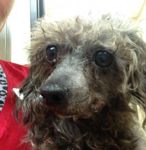 Bonnie-ADOPTED