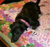 D Litter-Maggie (Mom)-ADOPTED