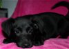 D Litter-Molly-ADOPTED
