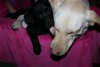D Litter-Molly-ADOPTED